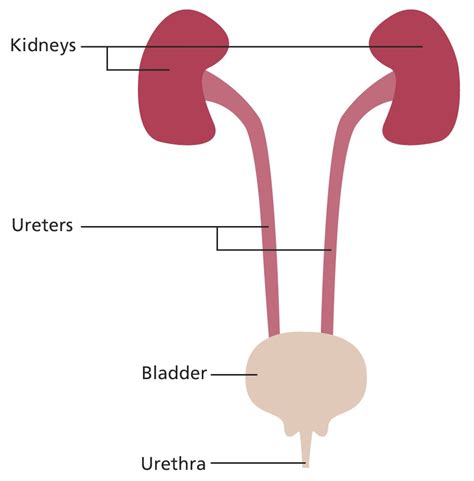 Children’s (Paediatric) Micturating Cysto.